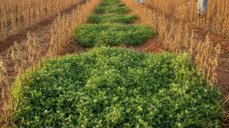 Manejo-De-Plantas-Daninhas