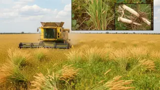 Manejo-De-Plantas-Daninhas