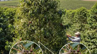 Manejo-De-Plantas-Daninhas