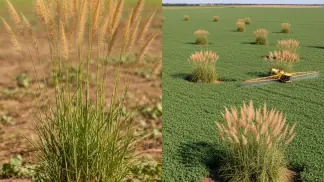 Manejo-De-Plantas-Daninhas