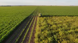 Manejo-De-Plantas-Daninhas