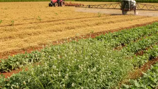 Manejo-De-Plantas-Daninhas